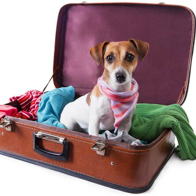 dog in a suitcase dog in a suitcase