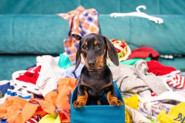 dog making a mess