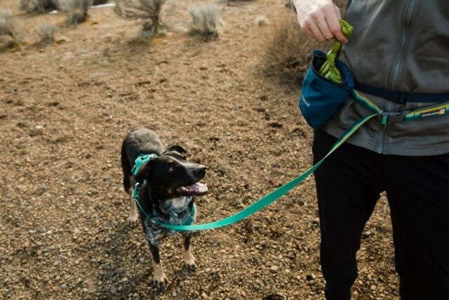 dog poop bags dog poop bags