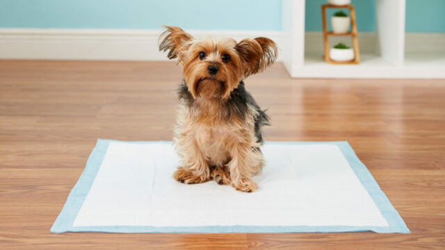 dog puppy pads dog puppy pads