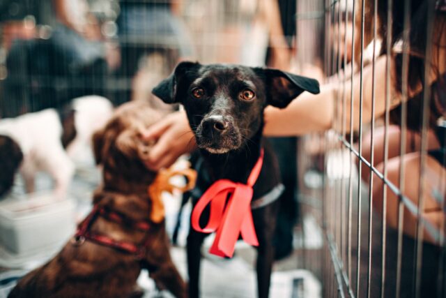 dog rescue dog cage dog rescue dog cage