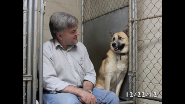 dog rescue stories_jimmy dog rescue stories jimmy