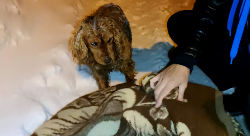 dog rescue stories koki