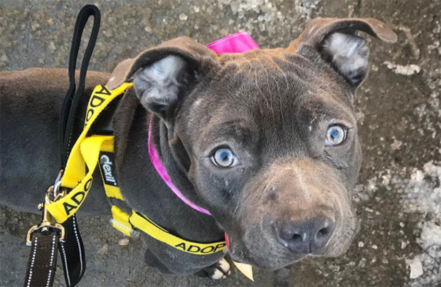 dog rescue stories plum