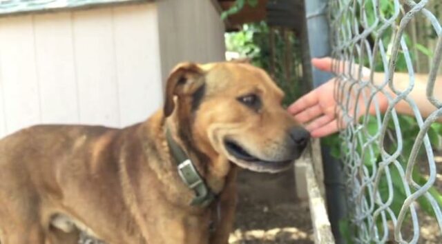 dog rescue stories rusty diamond