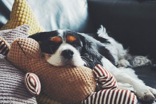 dog toys dog toys