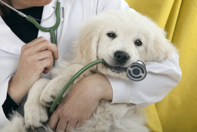 dog vet