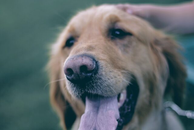 Smiling dog