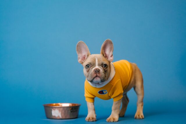 dog food bowl dog food bowl