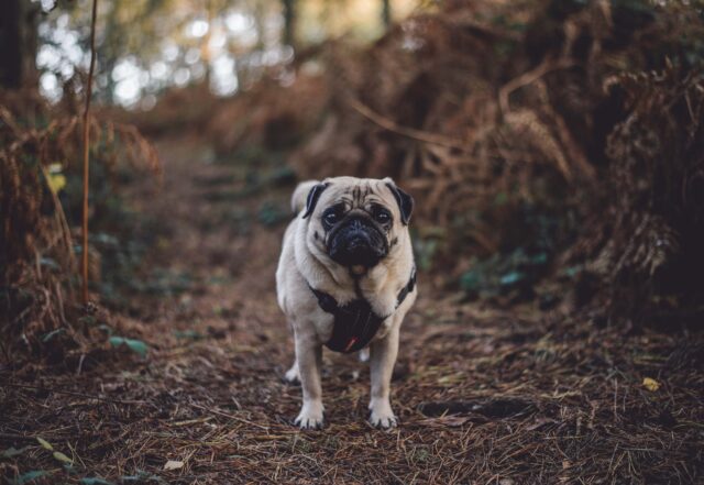 Pugs
