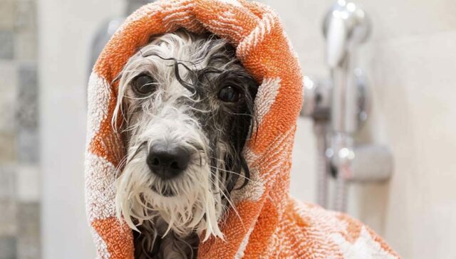 microfiber towel for dogs