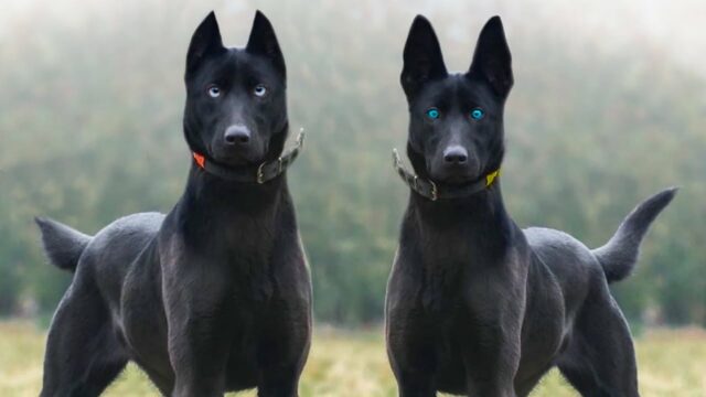 most rare dog breeds