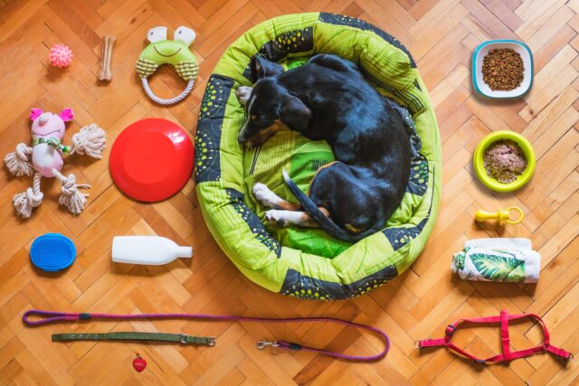 Dog bed or blanket to lie on Dog bed or blanket to lie on