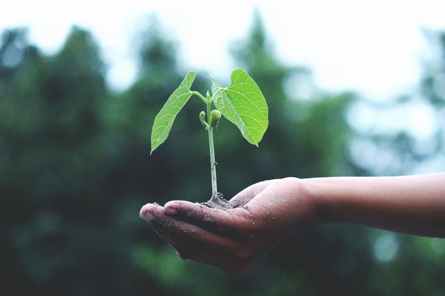plant a tree dog remembrance plant a tree dog remembrance