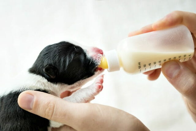 puppy drinking milk