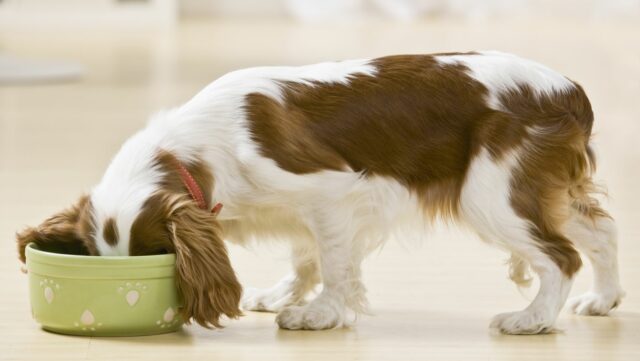 quality dog food