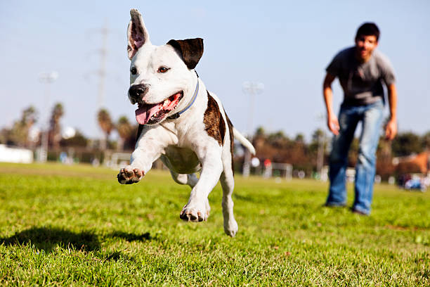 running dog in the park