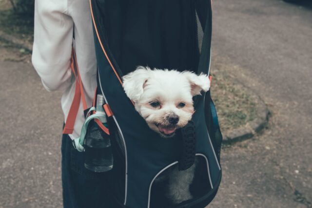 Maltese