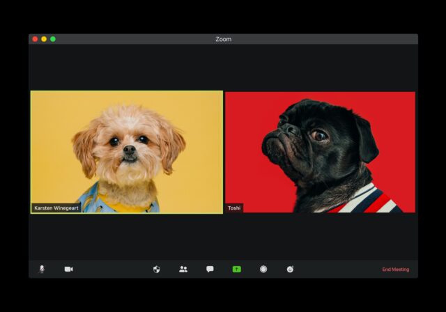 Dog video chat Dog video chat