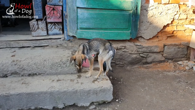 Article 60 - Dog rescue story 1 Article 60 Dog rescue story 1