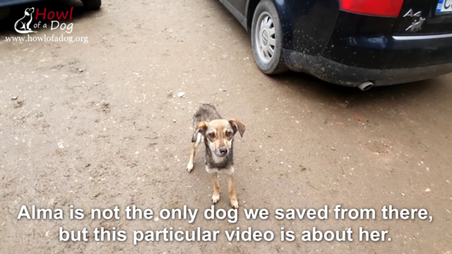 Article 60 - Dog rescue story 2 Article 60 Dog rescue story 2