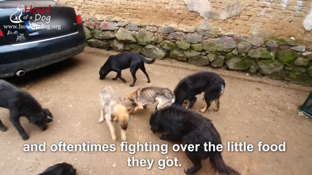 Article 60 - Dog rescue story 4 Article 60 Dog rescue story 4
