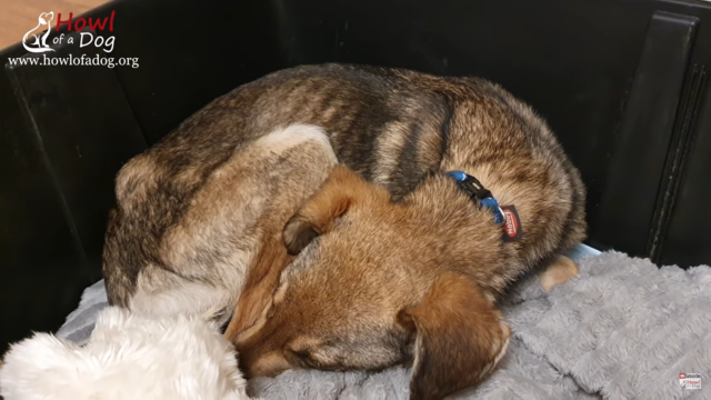 Article 60 - Dog rescue story 6 Article 60 Dog rescue story 6