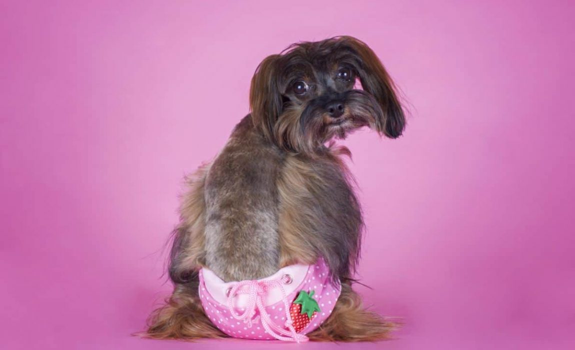 Dog in diapers