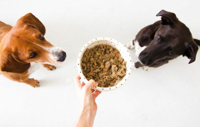 EarthAnimal ILMDSM 2 dogs