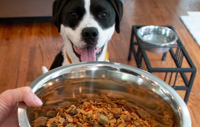 EarthAnimal ILMDSM dog food bowl