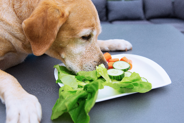 EarthAnimal ILMDSM dog salad