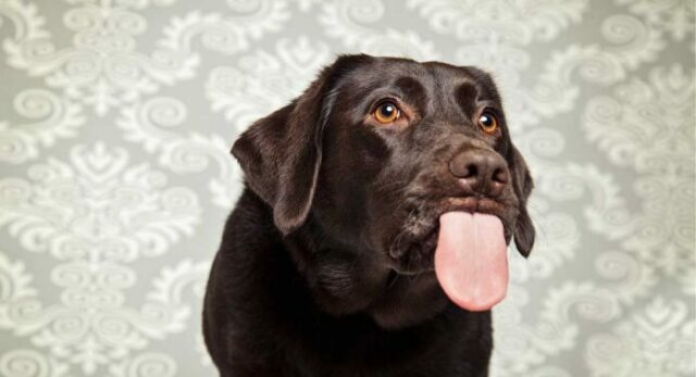 Why do dogs lick