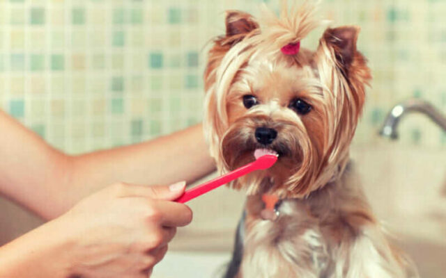 brushing a dogs teeth