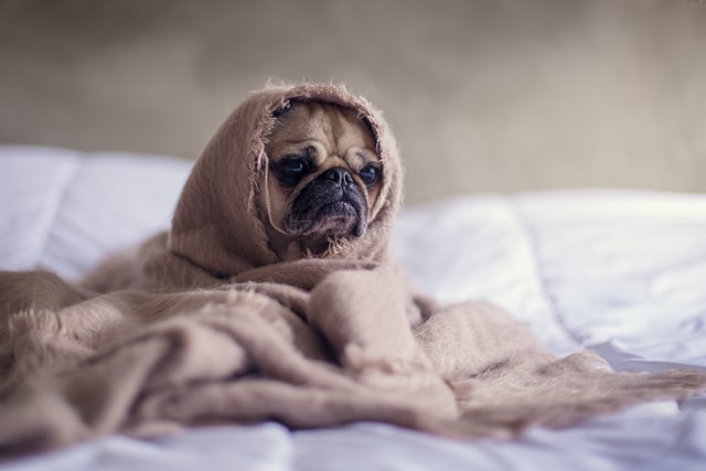busted dog myths catch cold