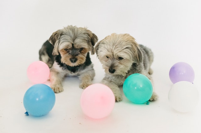 busted dog myths color blind