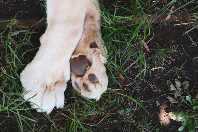 busted dog myths sweat paws2