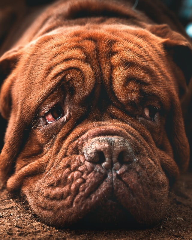 dog cry tears