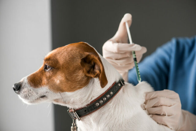 dog getting jabs dog myths
