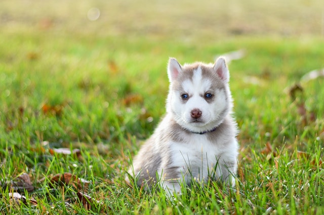 dog grass