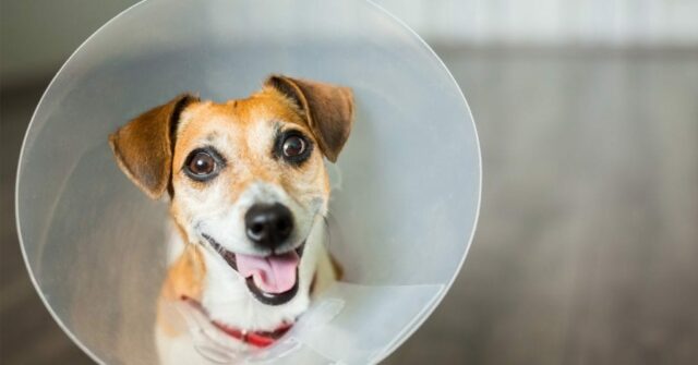 dog in cone protector