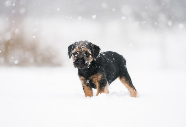 dog in snow