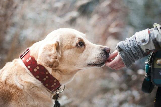 dog labrador retriever
