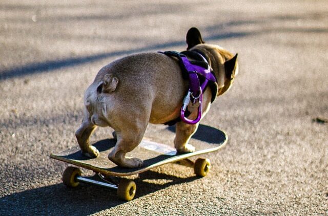 dog myths new tricks