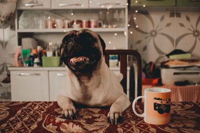 dog on table with coffee