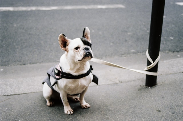 dog walking 101 - leashes dog walking 101 leashes