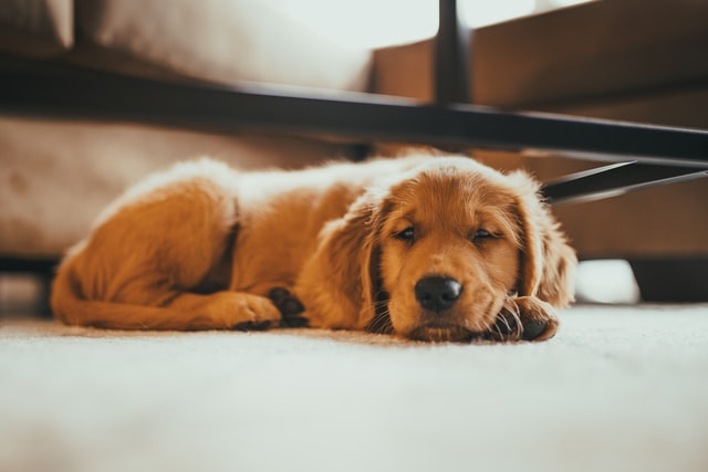 dog walking resting dog dog walking resting dog