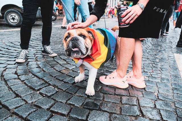 dog walking with people petting dog walking with people petting