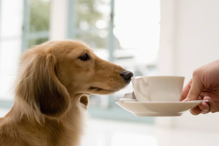 dog sniffing coffee