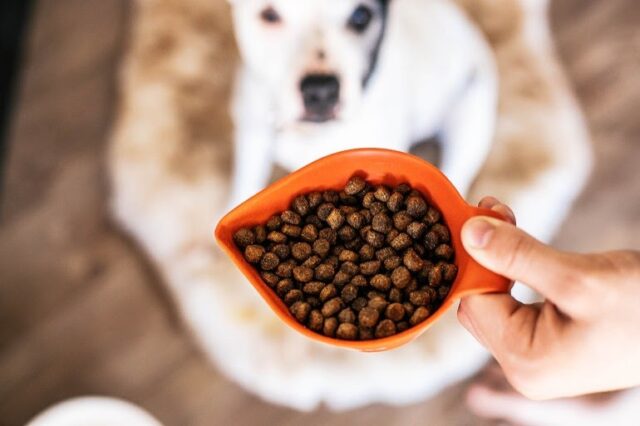 tailored dog food 3