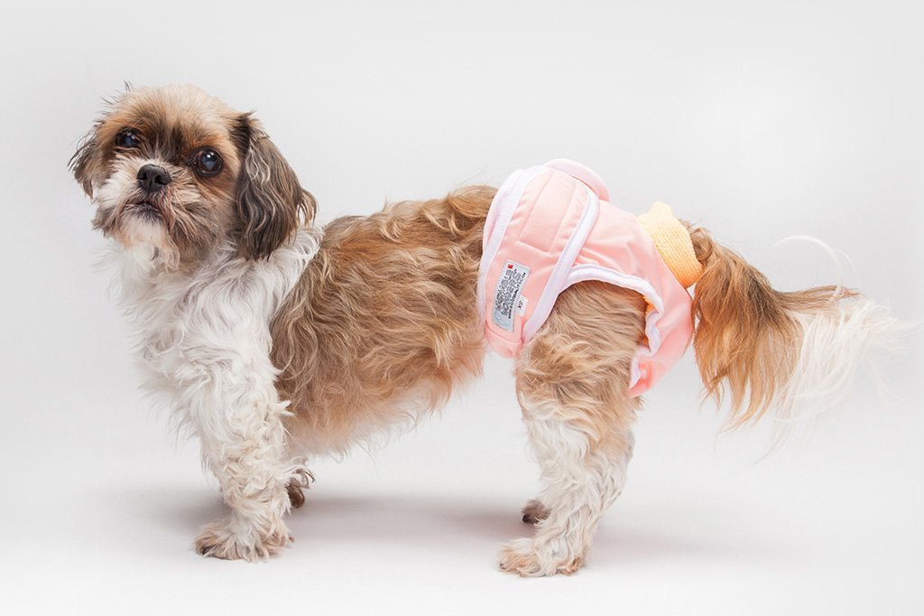 washable dog diaper